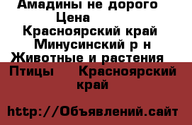 Амадины не дорого › Цена ­ 600 - Красноярский край, Минусинский р-н Животные и растения » Птицы   . Красноярский край